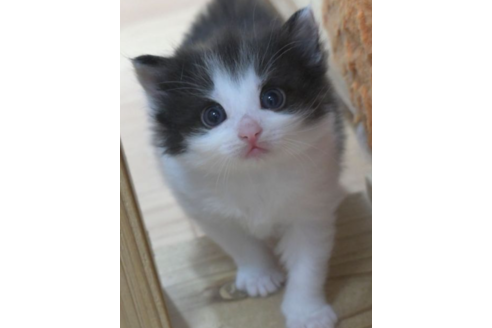 成約済の茨城県のノルウェージャンフォレストキャット-27722の3枚目